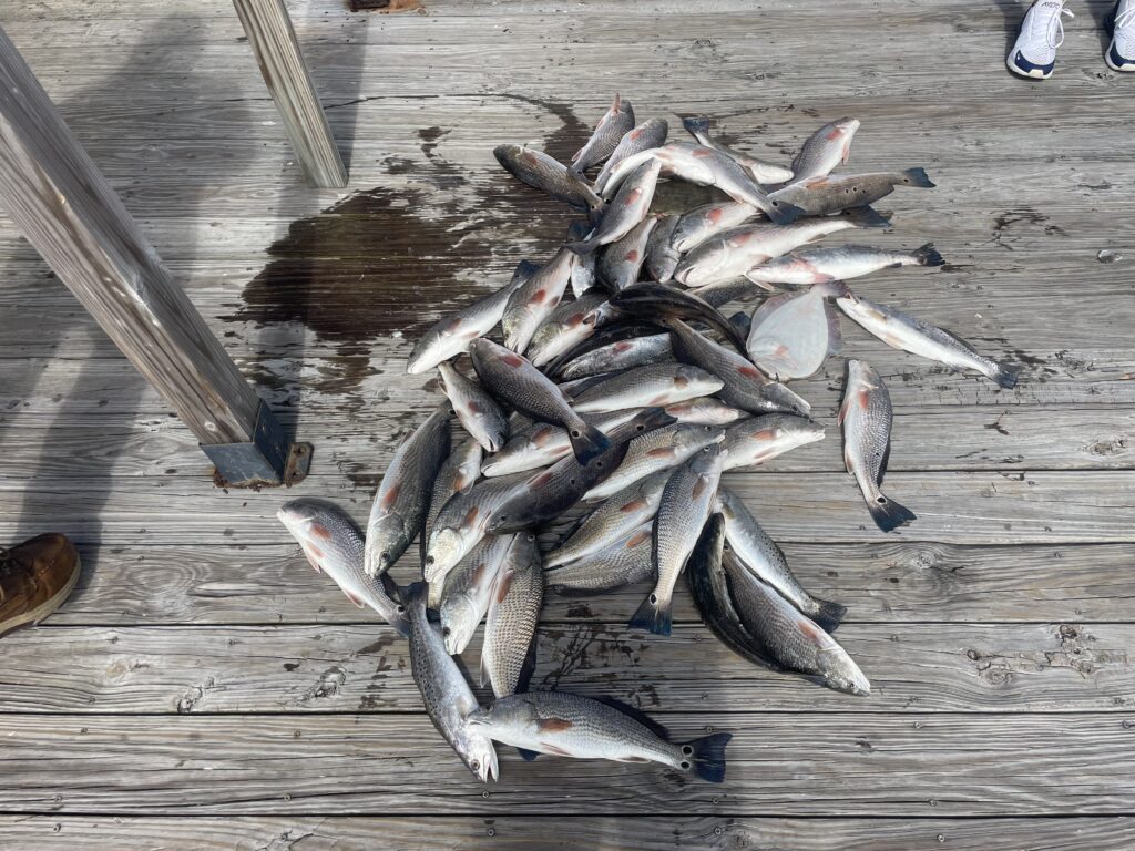 Whiplash Charters december fishing report