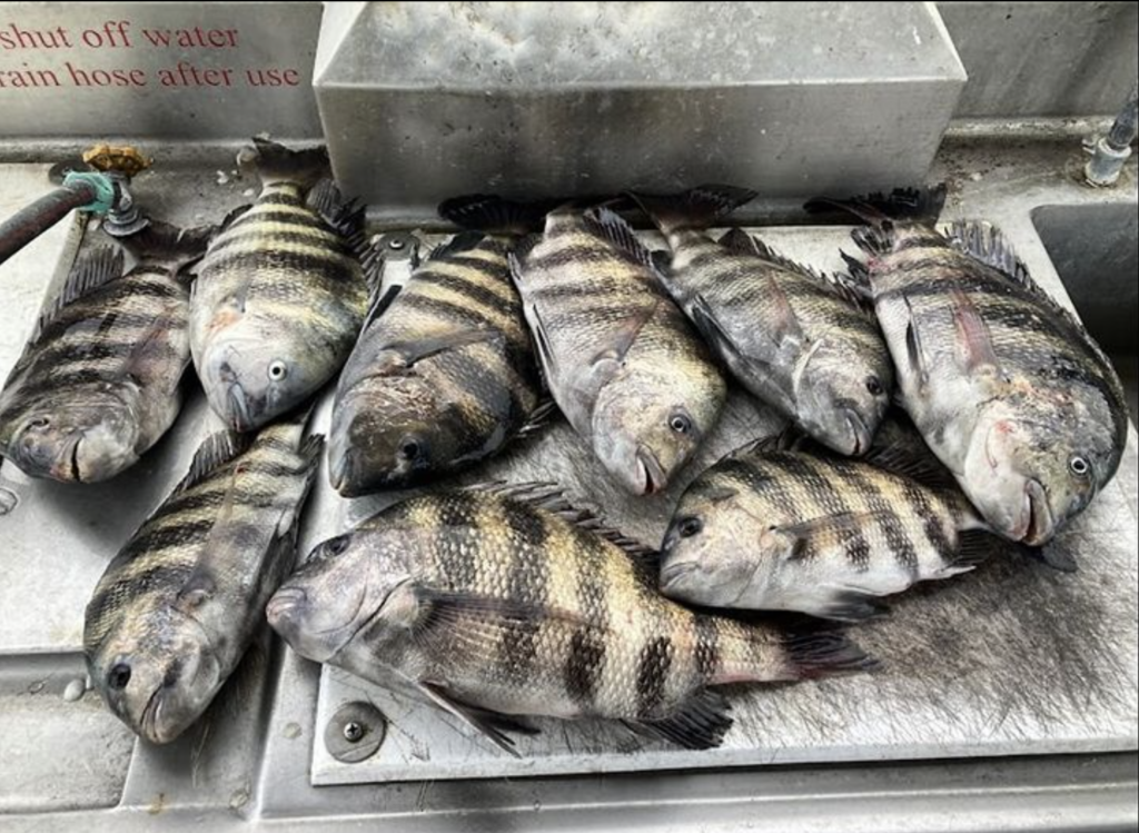 sheepshead fishing savannah